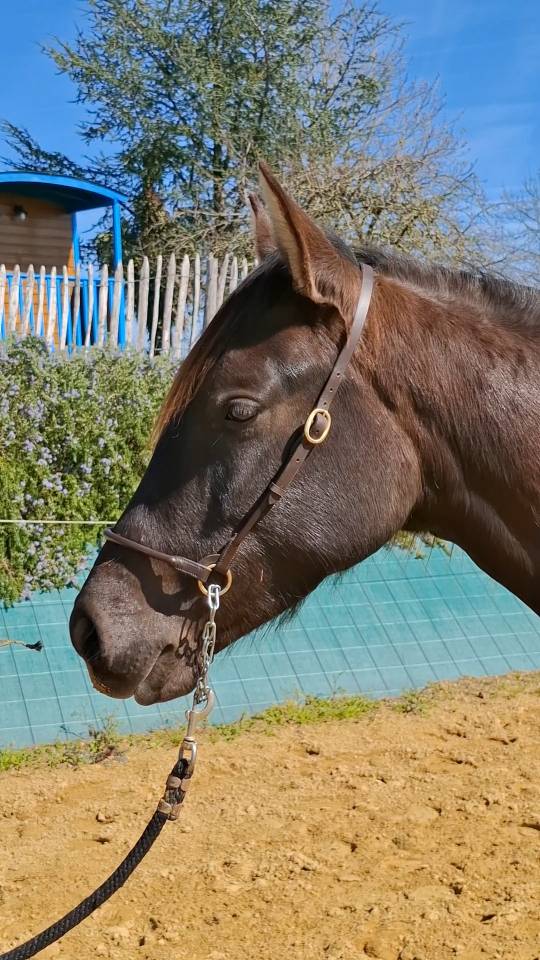 Magnifique pouliche PP PRE 2024