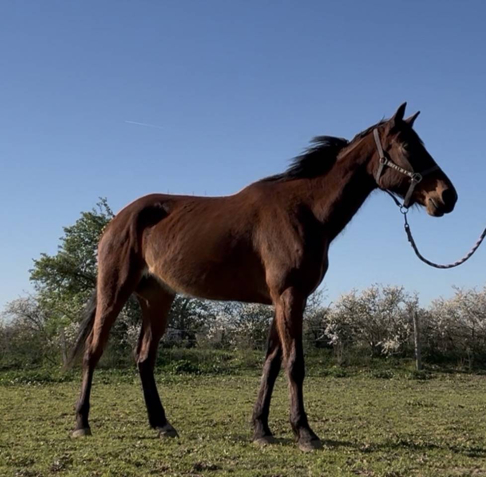 Super jument pour loisir ou sport
