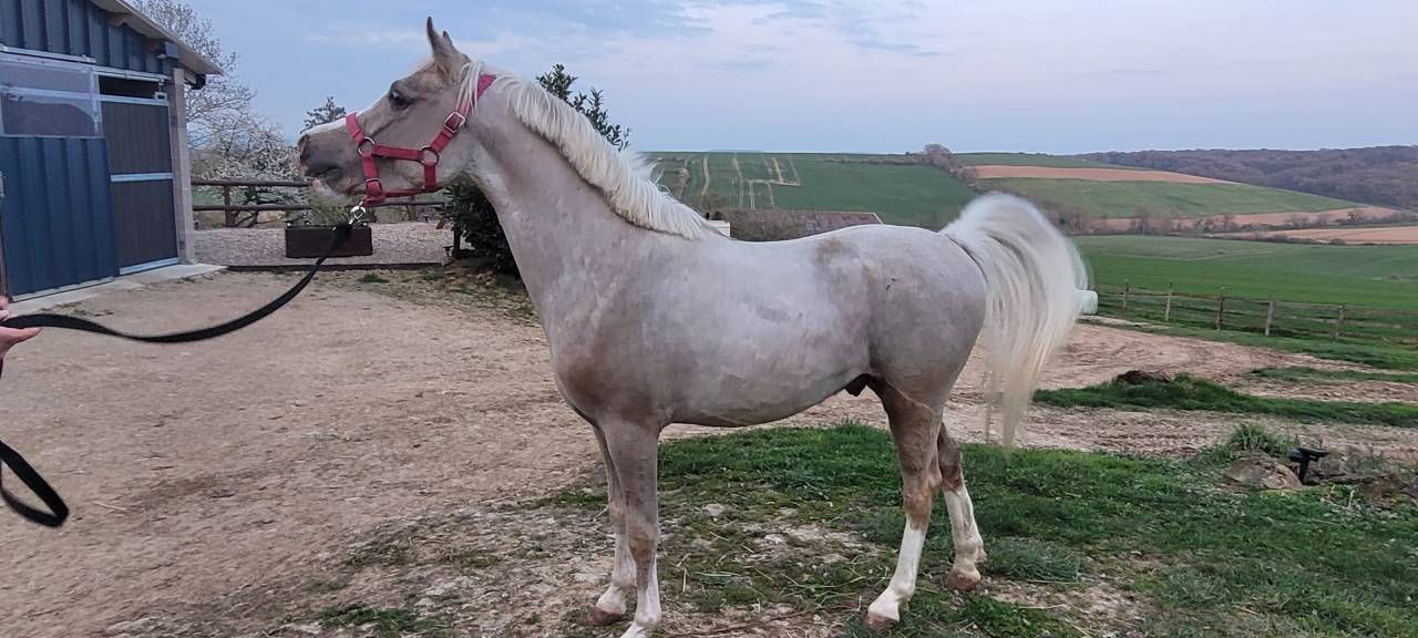 &Eacute;talon DSA Palomino 
