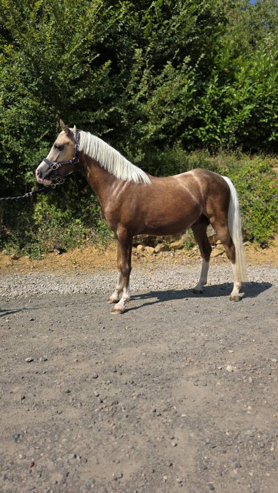 &Eacute;talon DSA Palomino 
