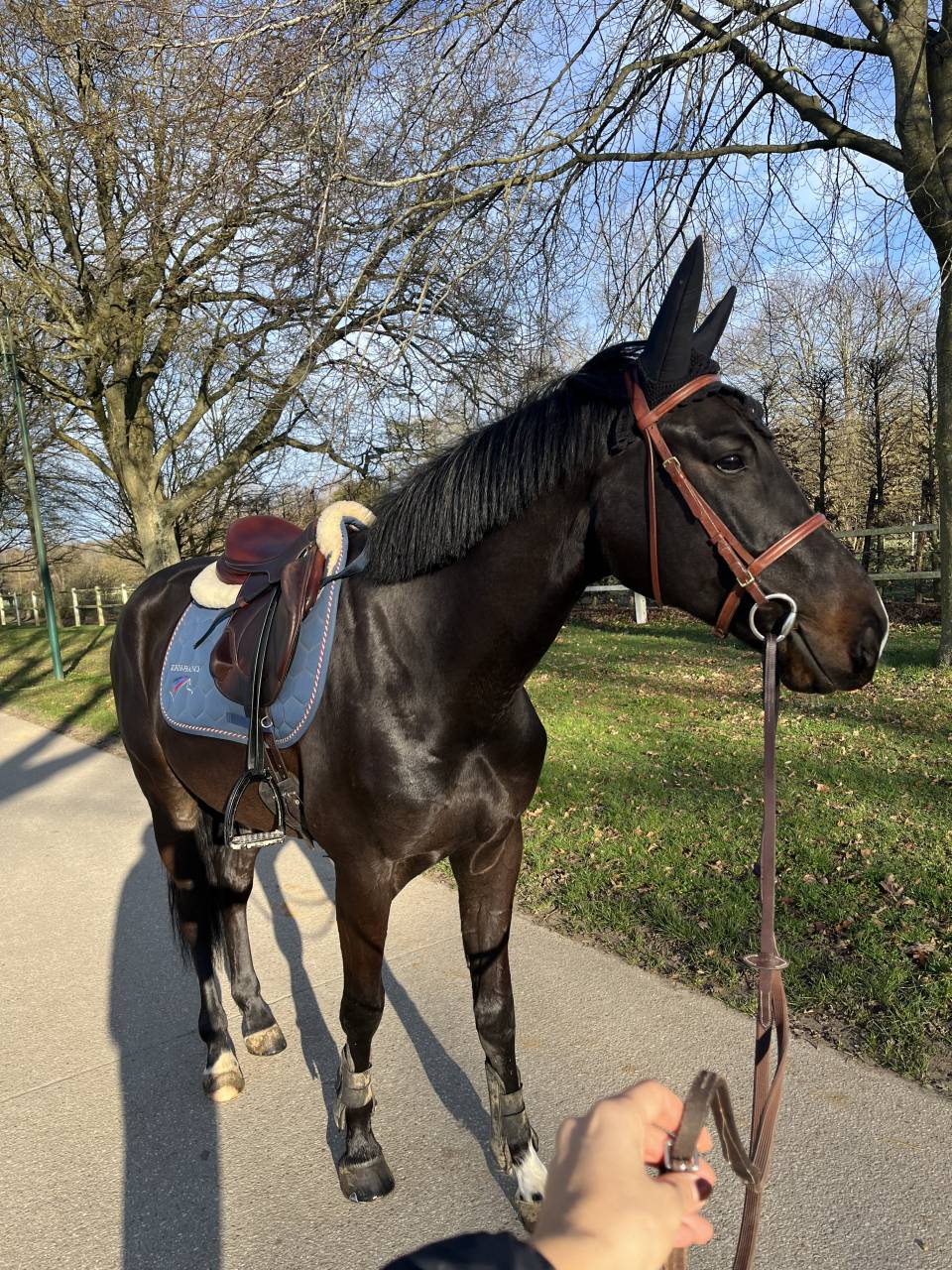 Selle fran&ccedil;ais de 5 ans &agrave; vendre (CSO CCE dressage) 