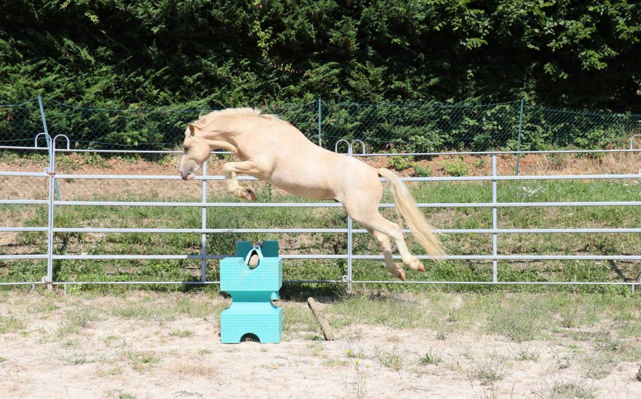 Saillie &eacute;talon Welsh 