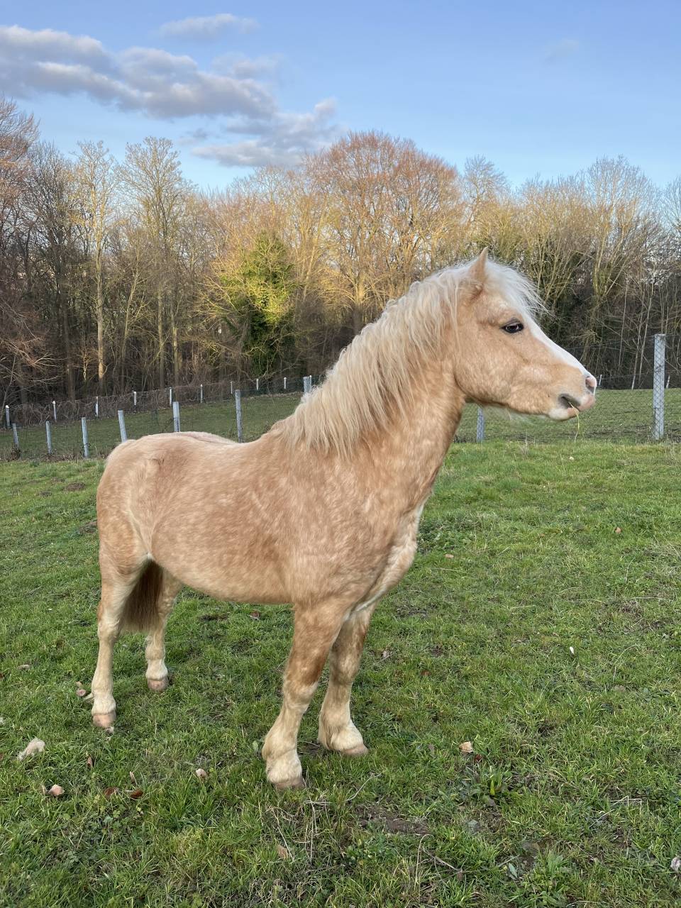 Saillie &eacute;talon Welsh 