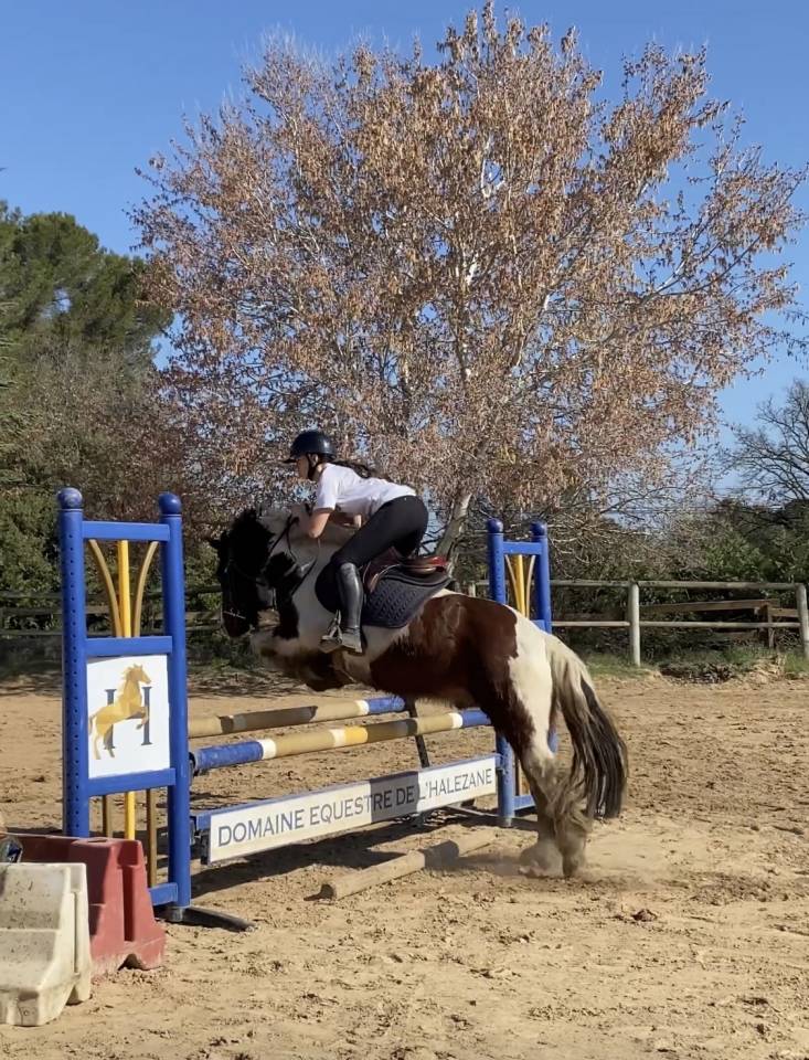 Deux poneys &agrave; vendre 