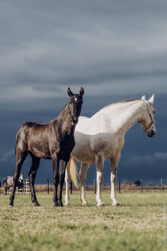 Magnifique pouliche lusitanienne 