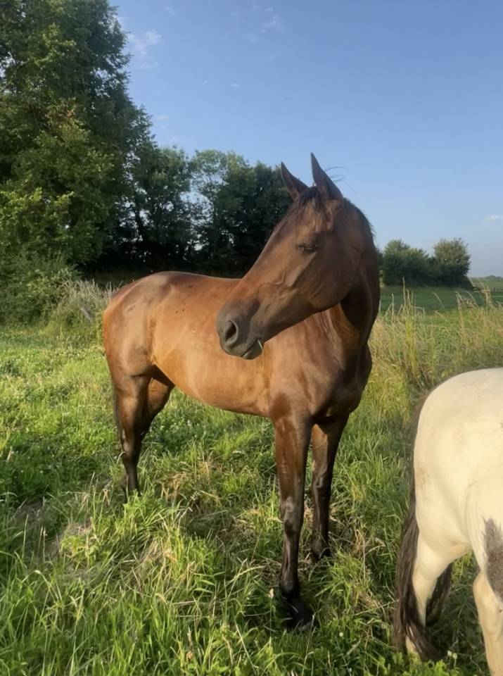 Jument &agrave; vendre 