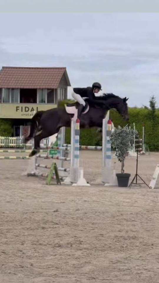 Jument &agrave; vendre 