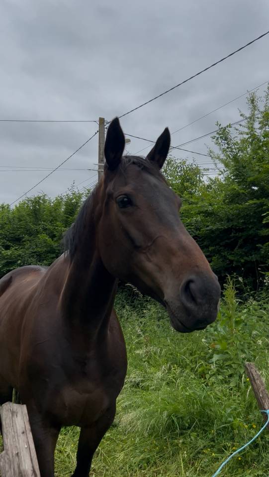 Jument &agrave; vendre 