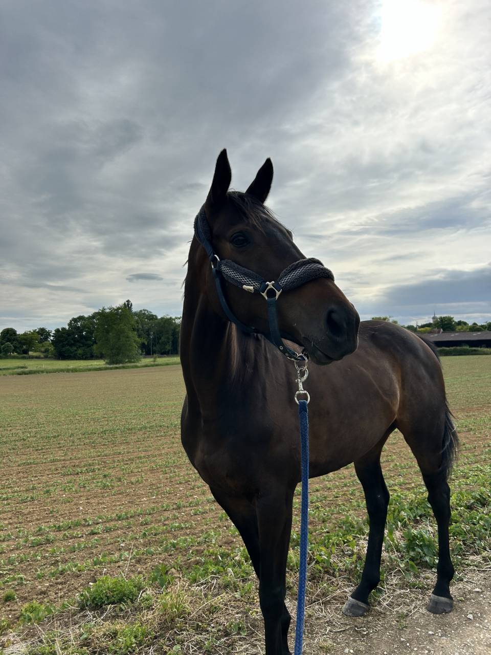 Jument &agrave; vendre 