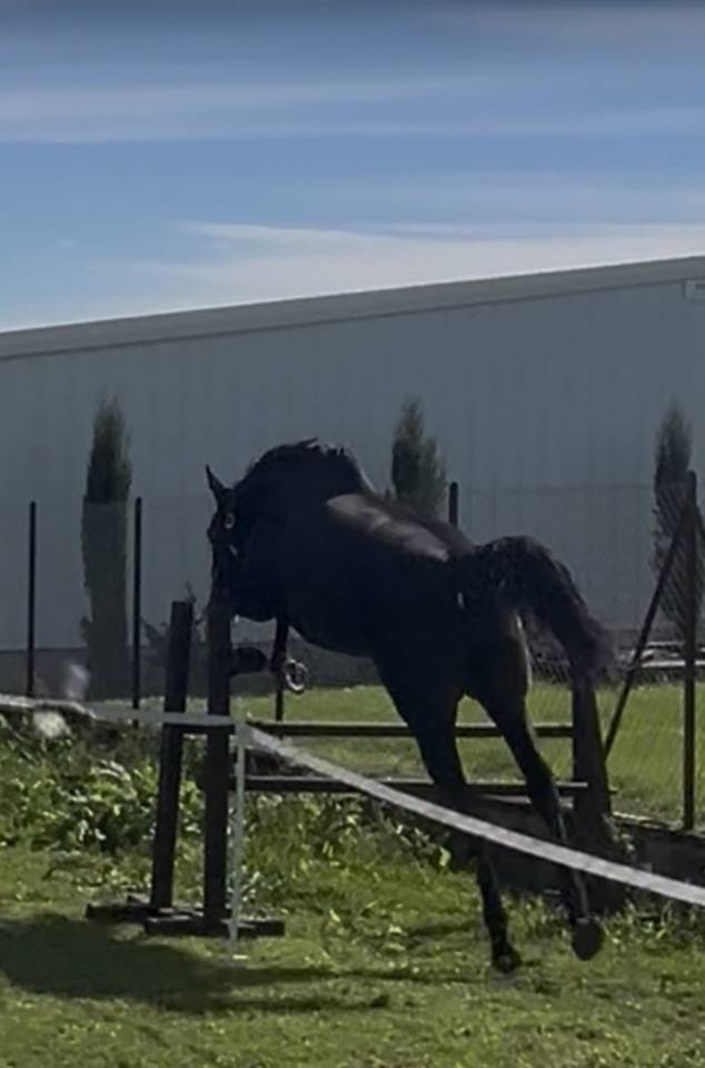 Jument de cso &agrave; vendre 
