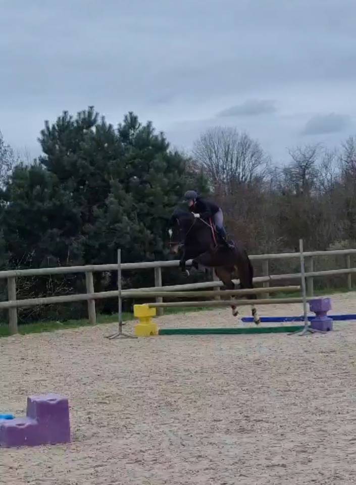 Jument pour poulini&egrave;re