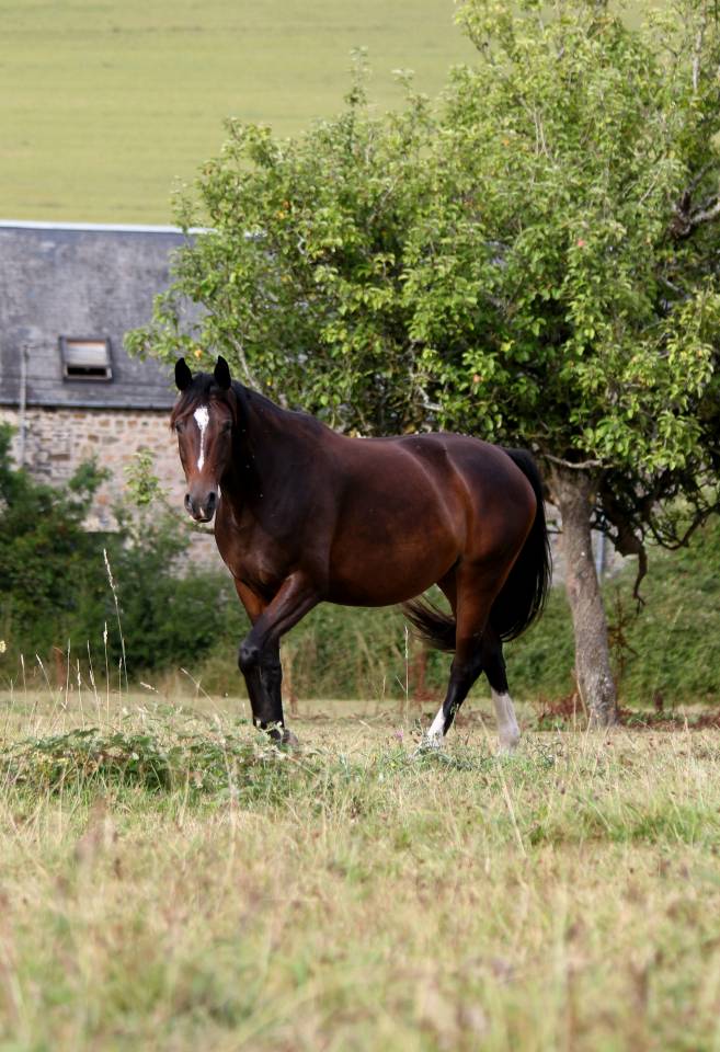 Jument pour poulini&egrave;re