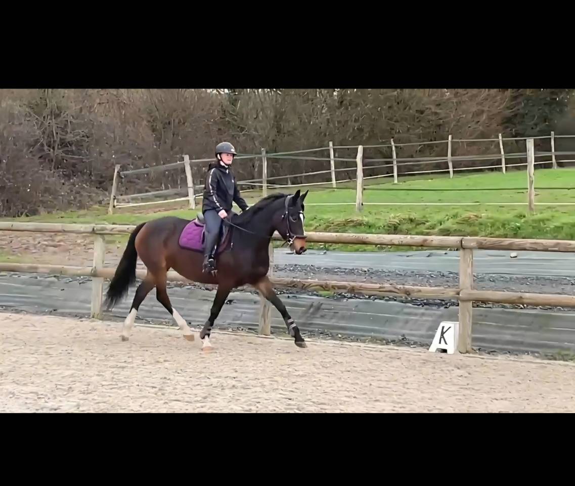 Jument pour poulini&egrave;re