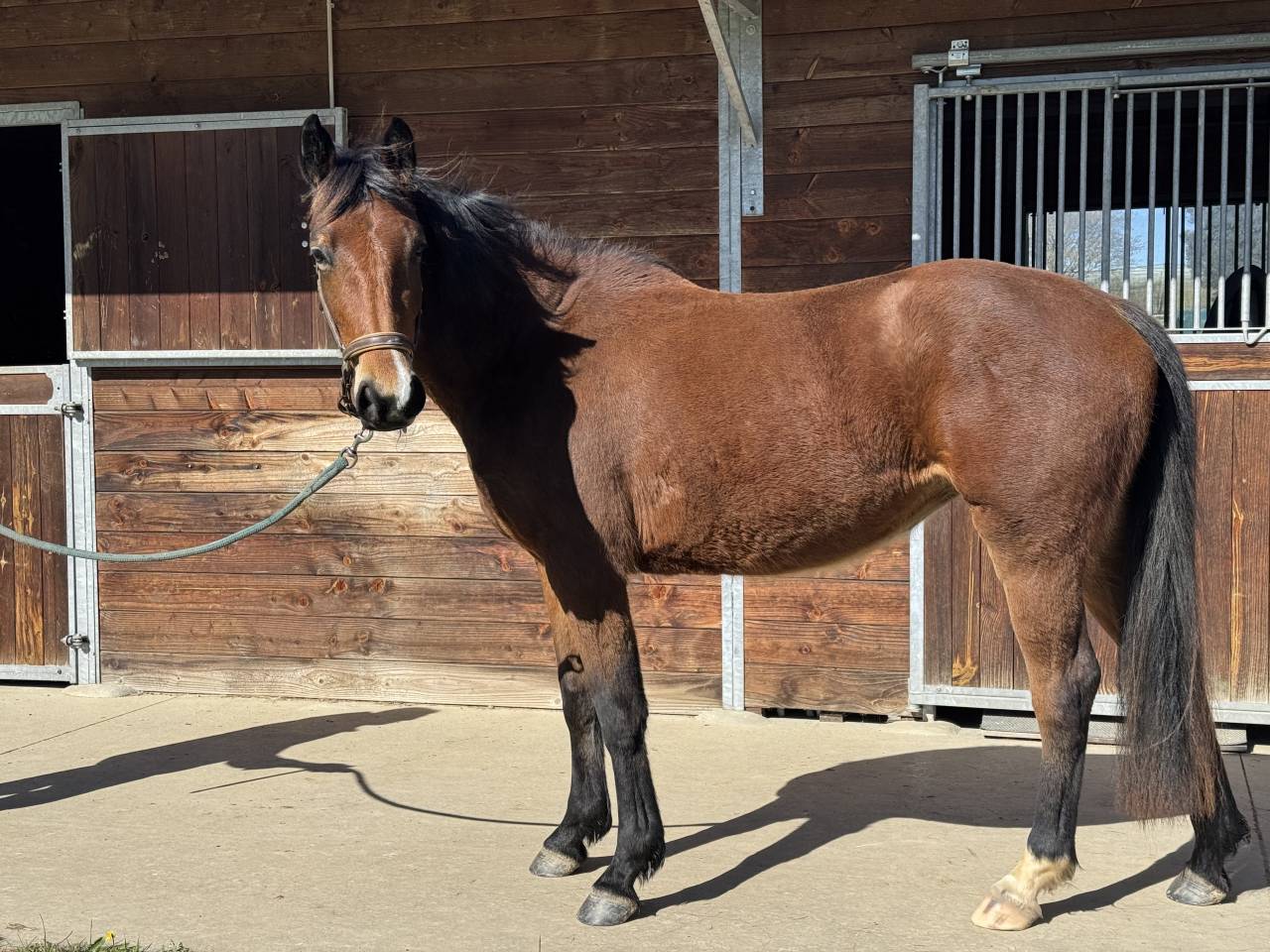 Pouliche de 3 ans lign&eacute;e sport