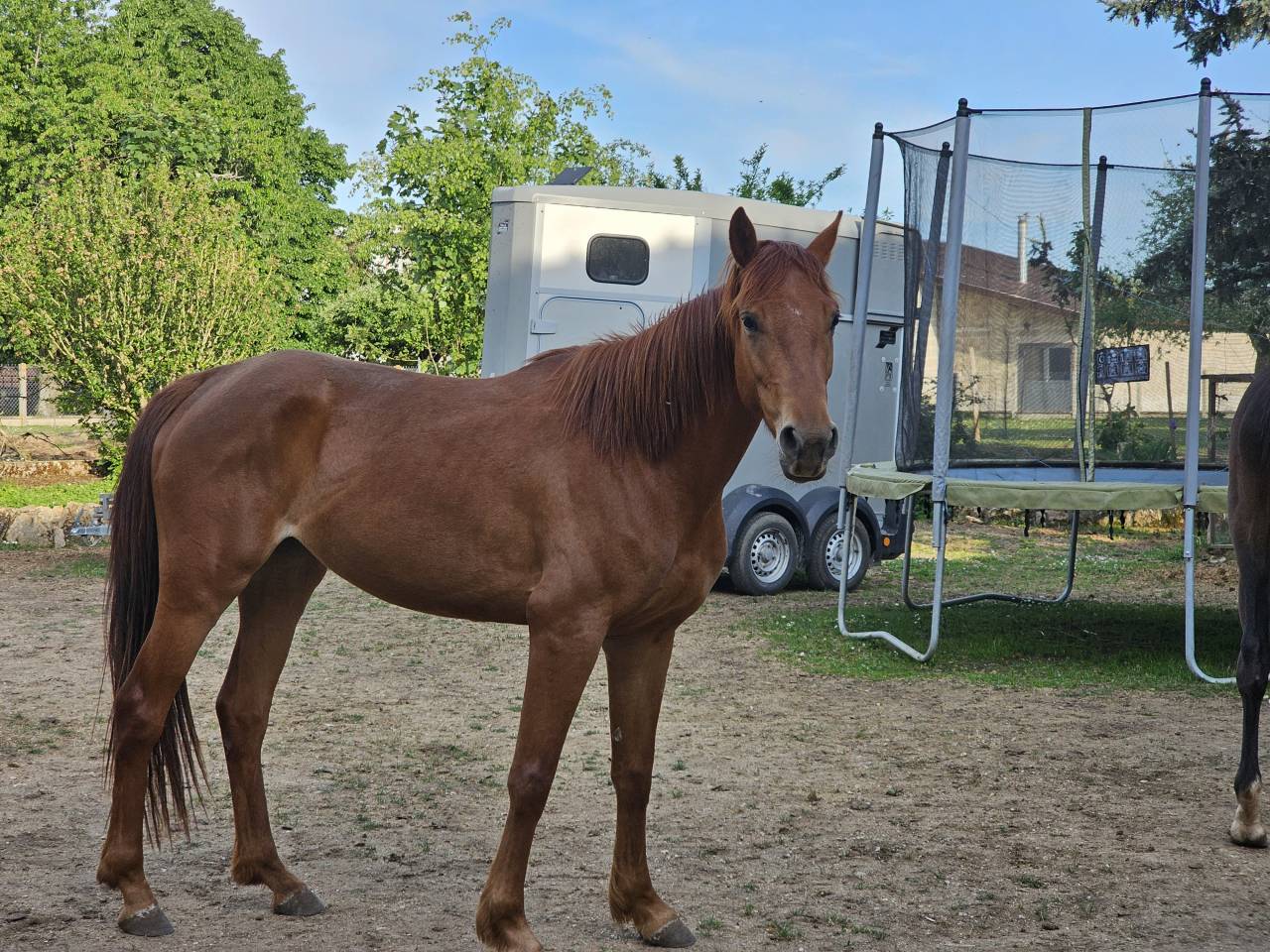 Pouliche by Mylord Carthago 4ans