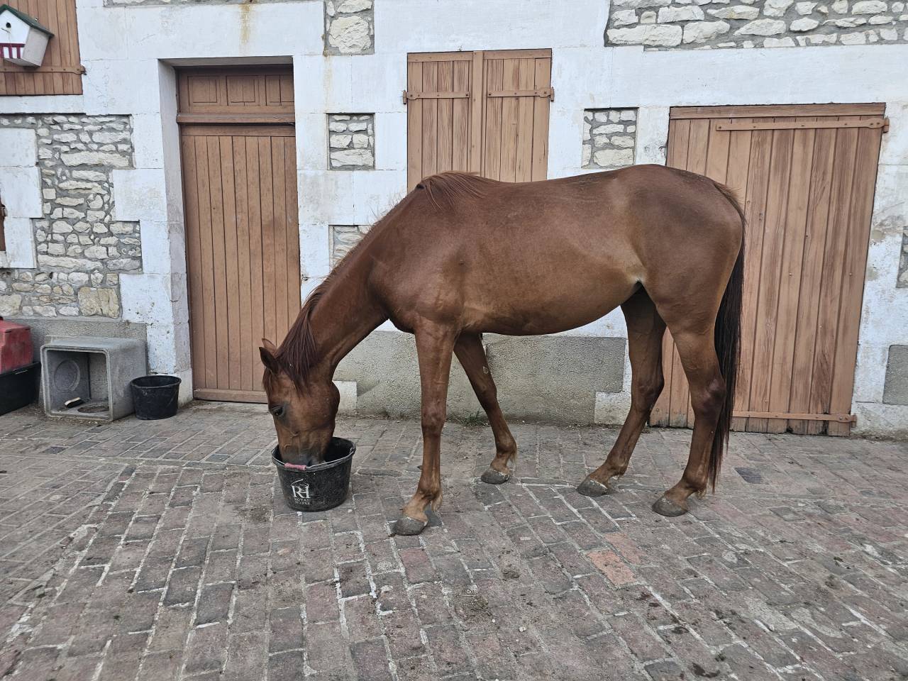 Pouliche by Mylord Carthago 4ans