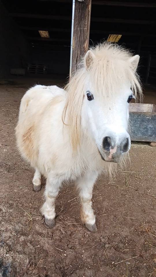 Jument Miniature Am&eacute;ricaine 