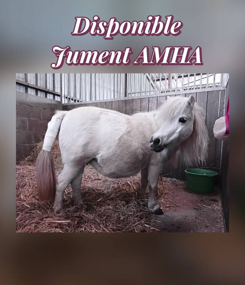 Jument Miniature Am&eacute;ricaine 