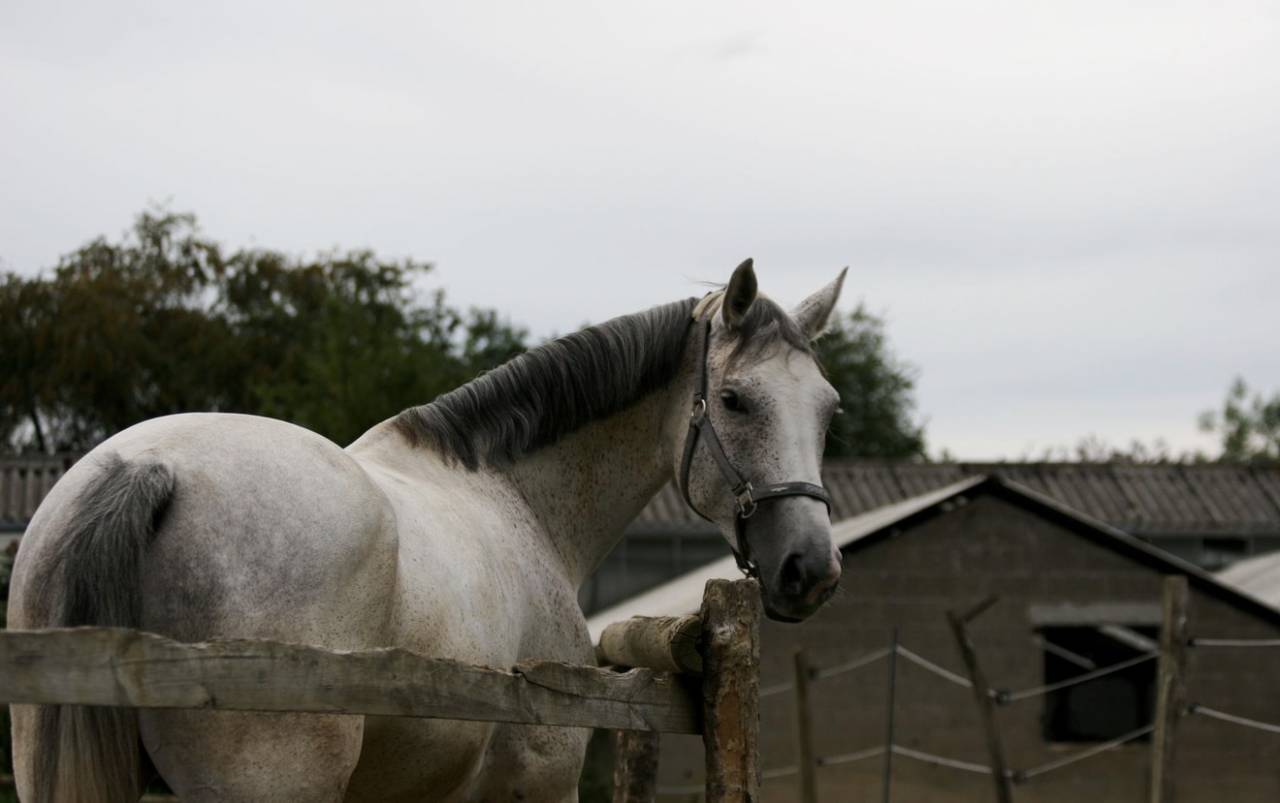  Jument Selle Fran&ccedil;ais &ndash; 7 ans &ndash; 163 cm &ndash; Exp&eacute;rience co