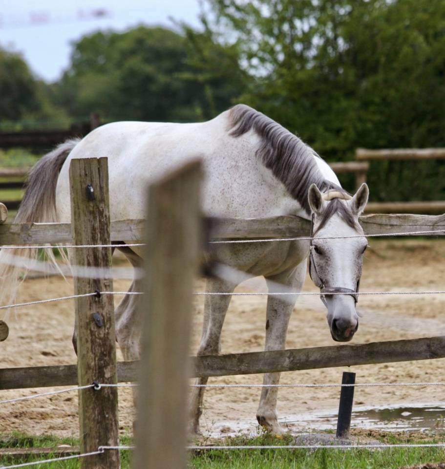 Jument Selle Fran&ccedil;ais &ndash; 7 ans &ndash; 163 cm &ndash; Exp&eacute;rience co