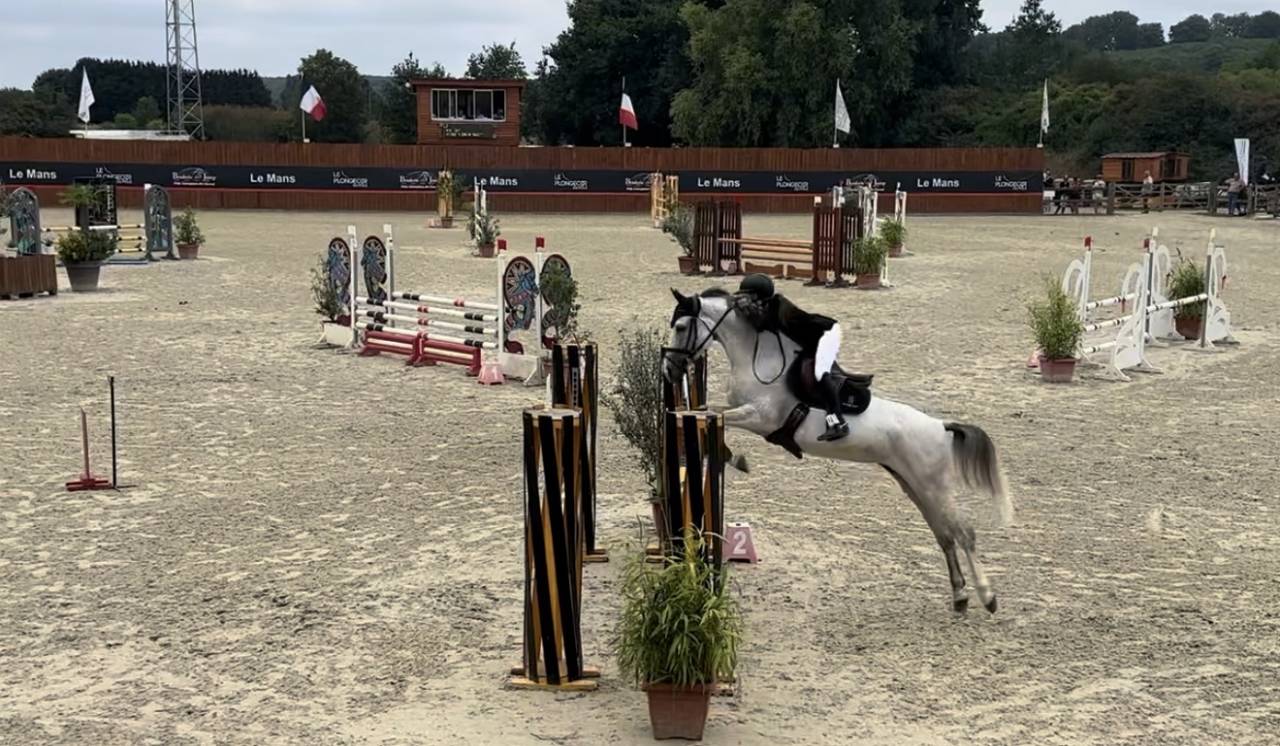  Jument Selle Fran&ccedil;ais &ndash; 7 ans &ndash; 163 cm &ndash; Exp&eacute;rience co