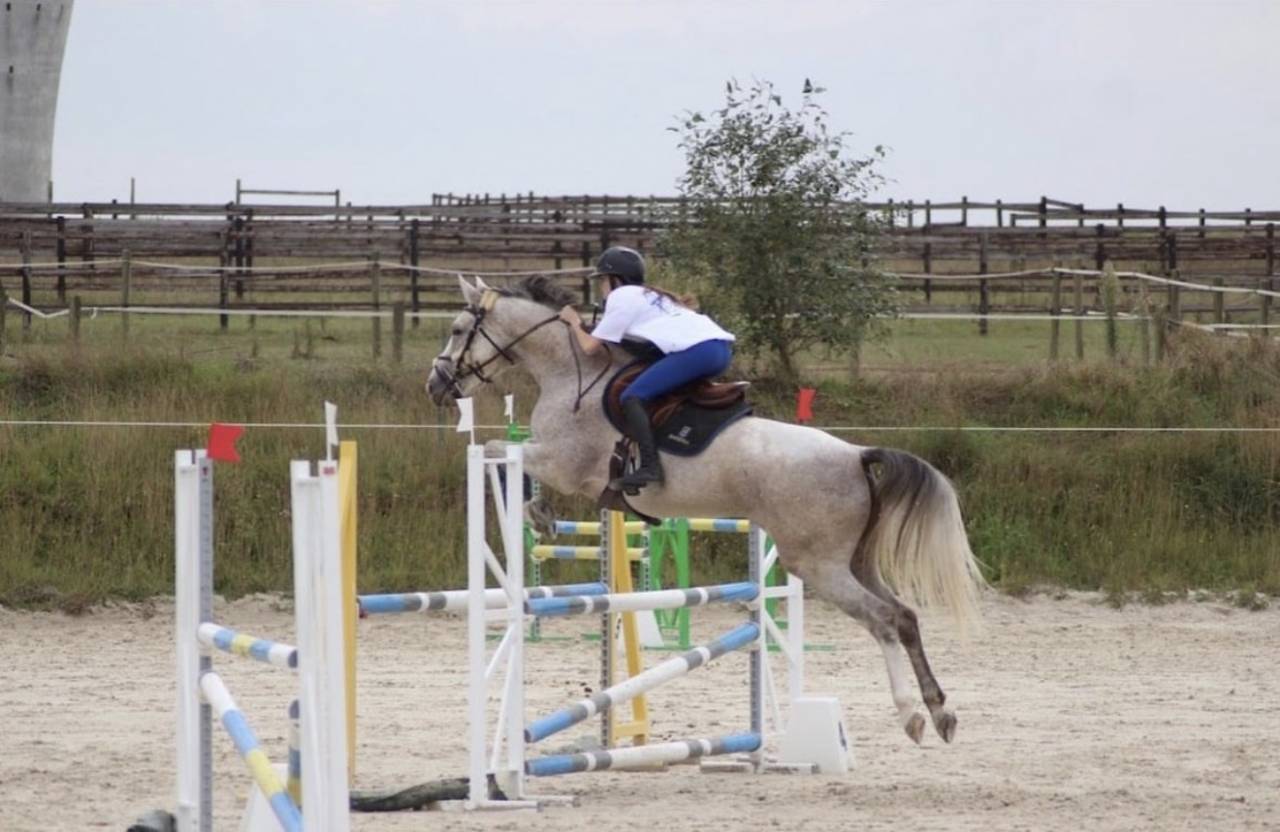  Jument Selle Fran&ccedil;ais &ndash; 7 ans &ndash; 163 cm &ndash; Exp&eacute;rience co