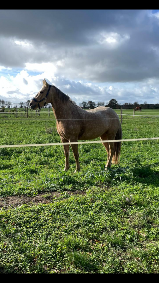 Top jument sport ou loisirs