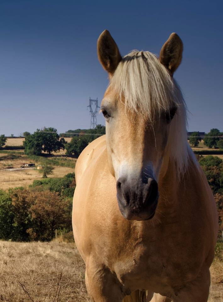 Jument Haflinger &agrave; vendre 