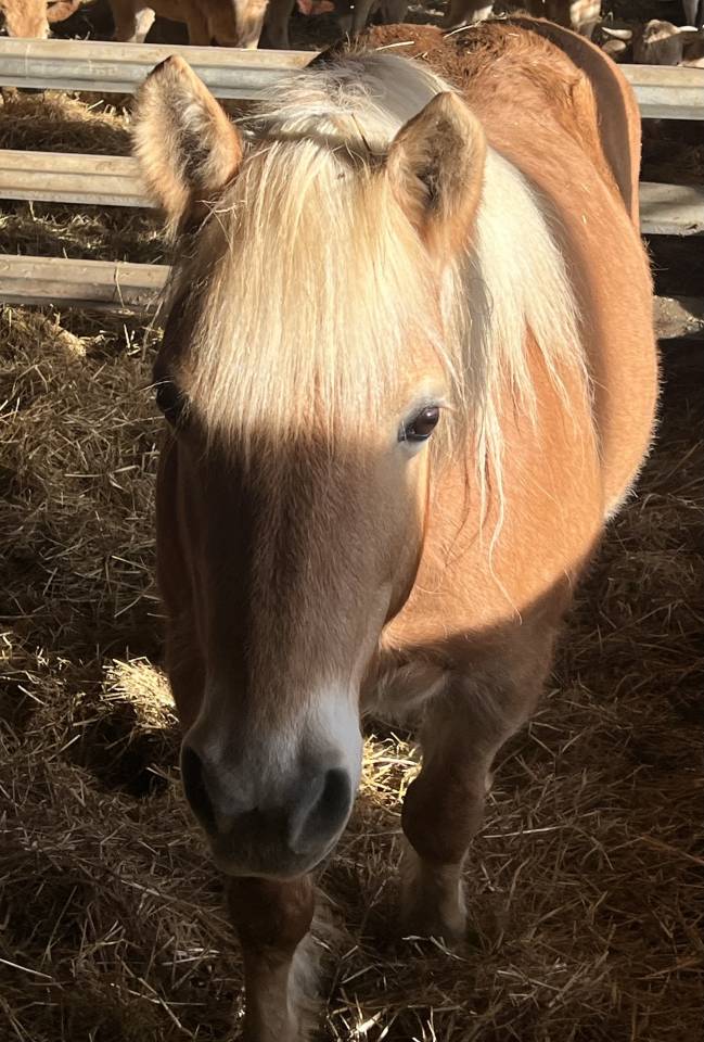 Jument Haflinger &agrave; vendre 