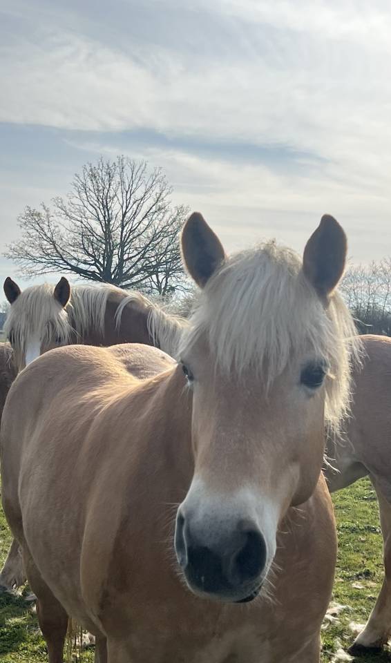 Jument Haflinger &agrave; vendre 