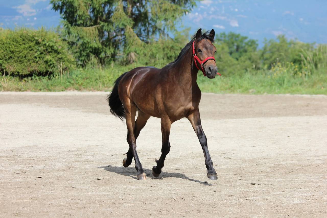 Poney D 2 ans
