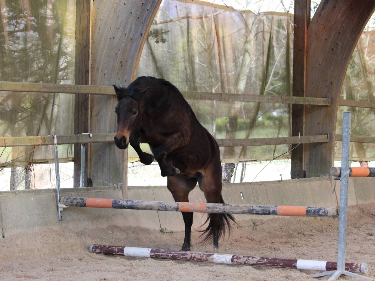 Poney D 2 ans