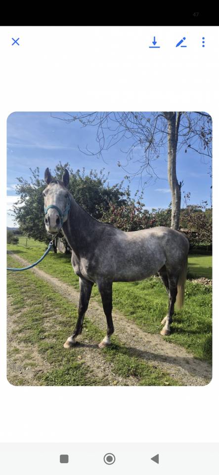 Tr&egrave;s joli pur sang travaill&eacute; ..  &eacute;thologie. Dans le 22