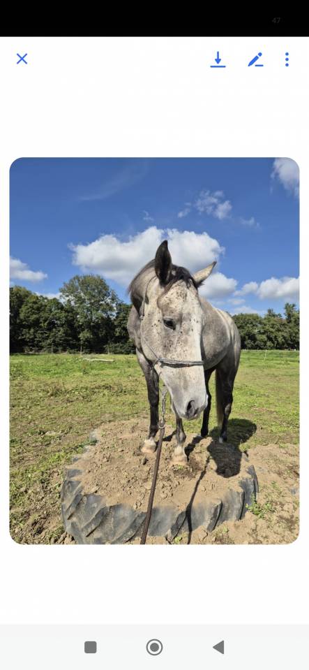 Tr&egrave;s joli pur sang travaill&eacute; ..  &eacute;thologie. Dans le 22