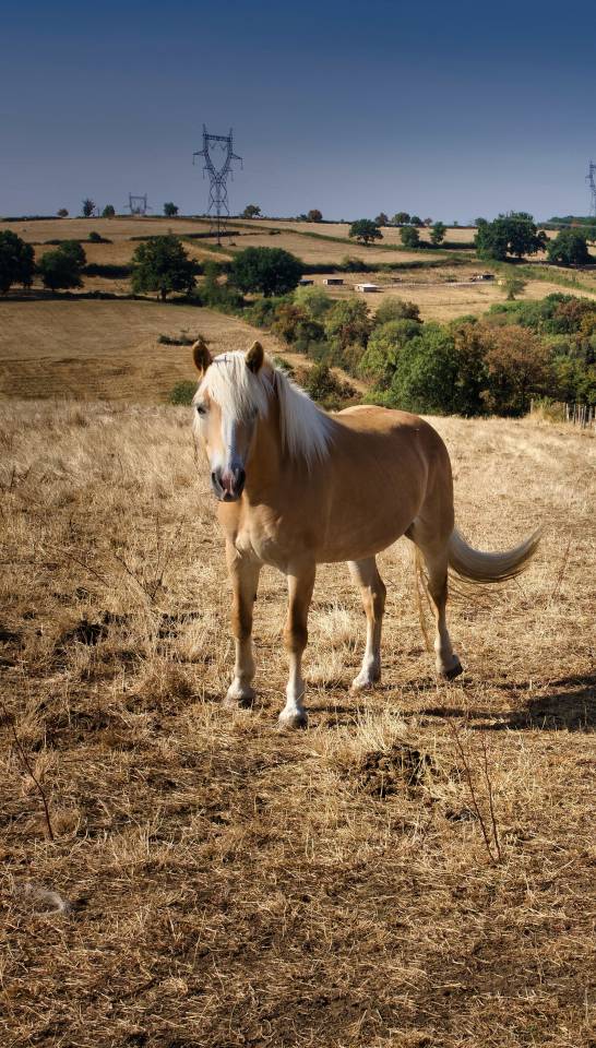 Jument Haflinger 