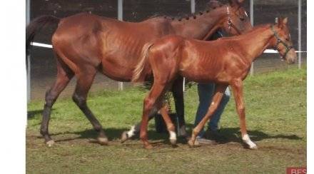 Poulini&egrave;re AQPS pleine