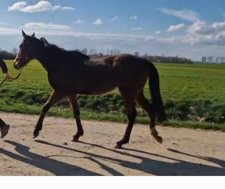 Hongre de 3 ans AQPS