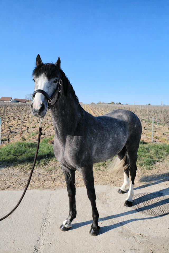 &Agrave; vendre Poney 
