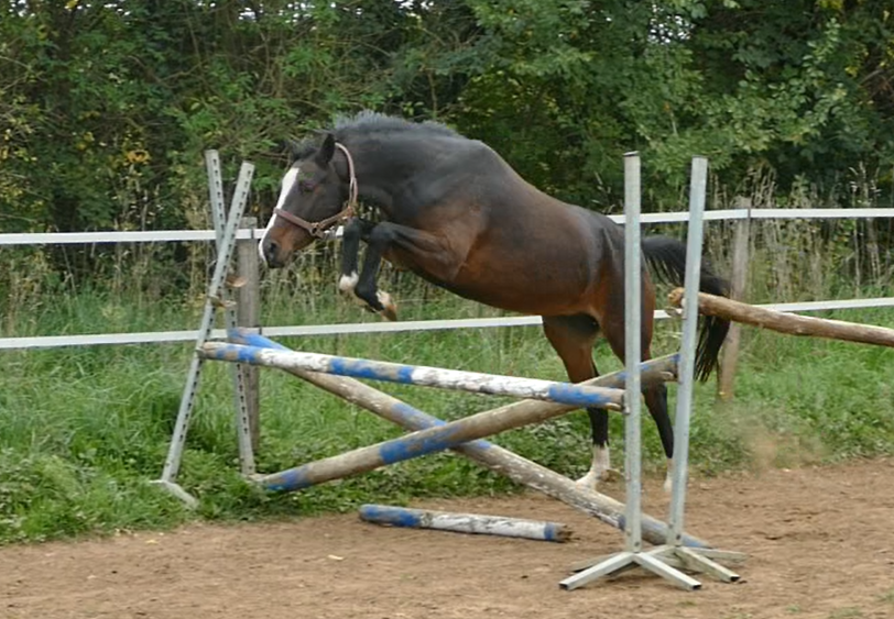 Super ponette de dressage ou CCE 5 ans