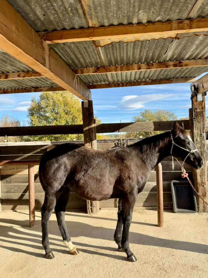 Quarter Horse de 1 an