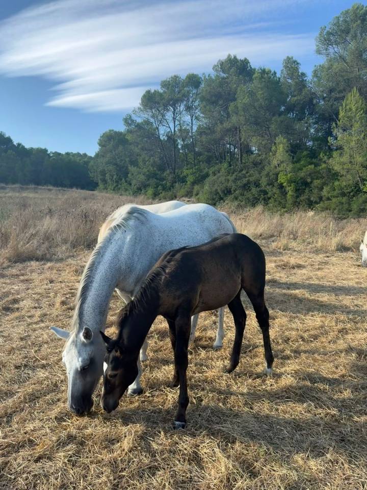 Quarter Horse de 1 an