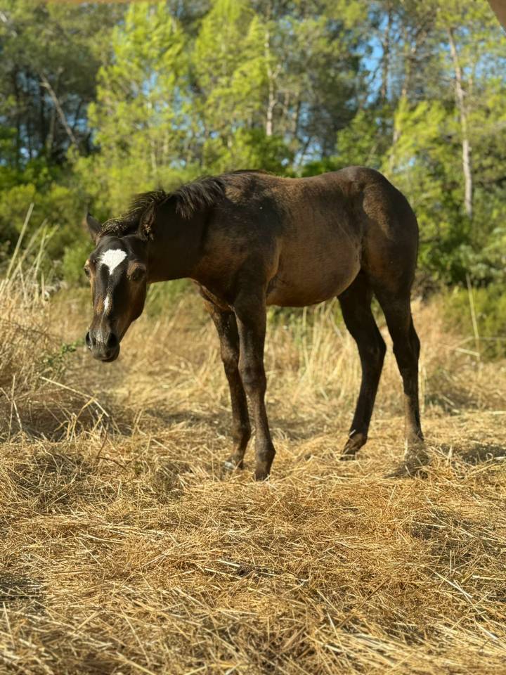 Quarter Horse de 1 an