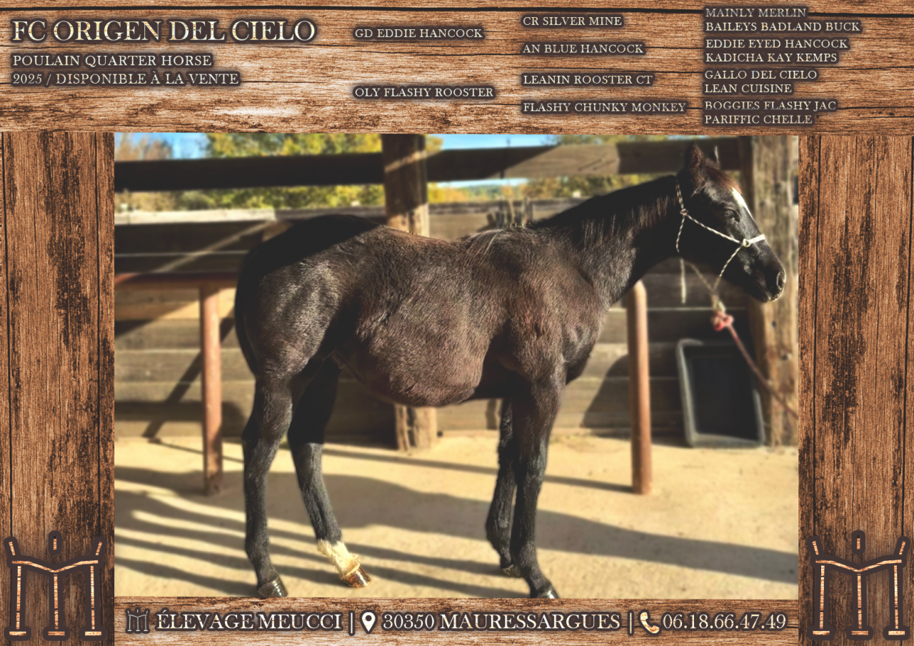 Quarter Horse de 1 an