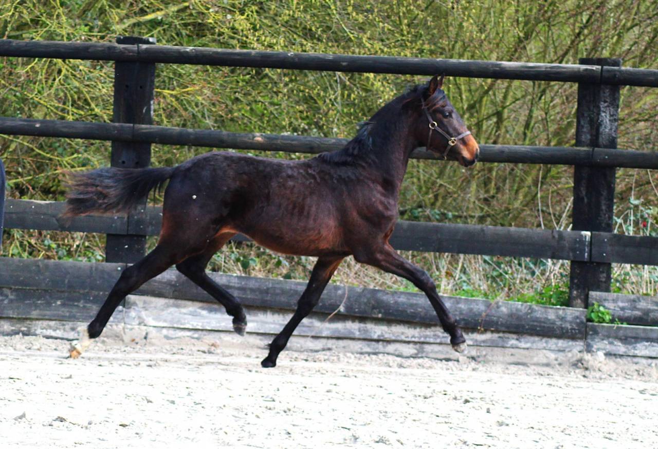 M&acirc;le dressage Z 