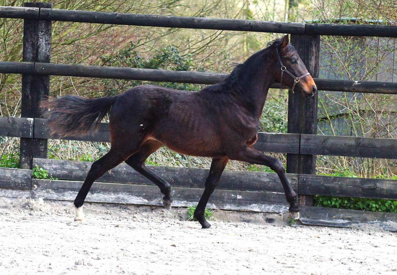 M&acirc;le dressage Z 