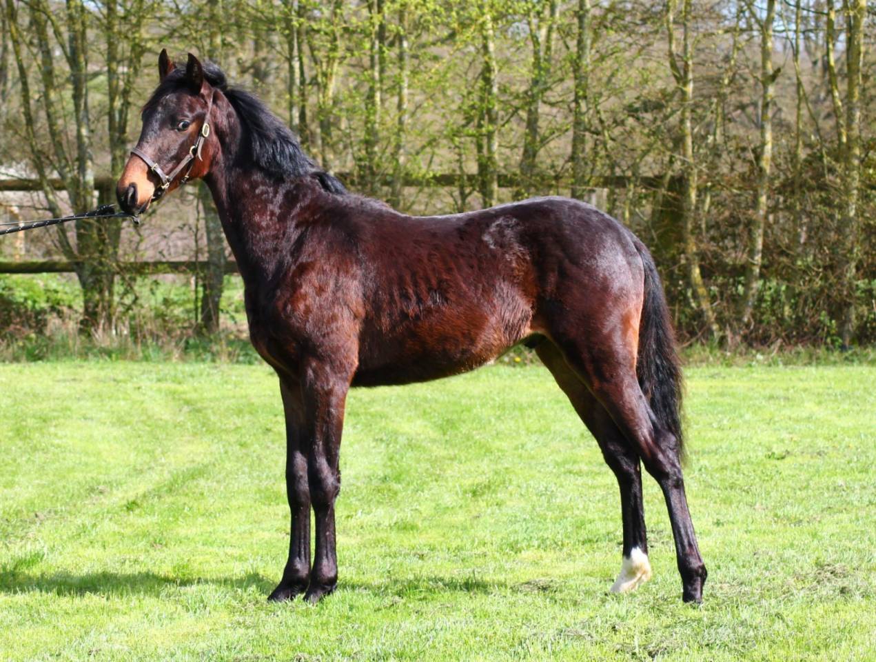 M&acirc;le dressage Z 