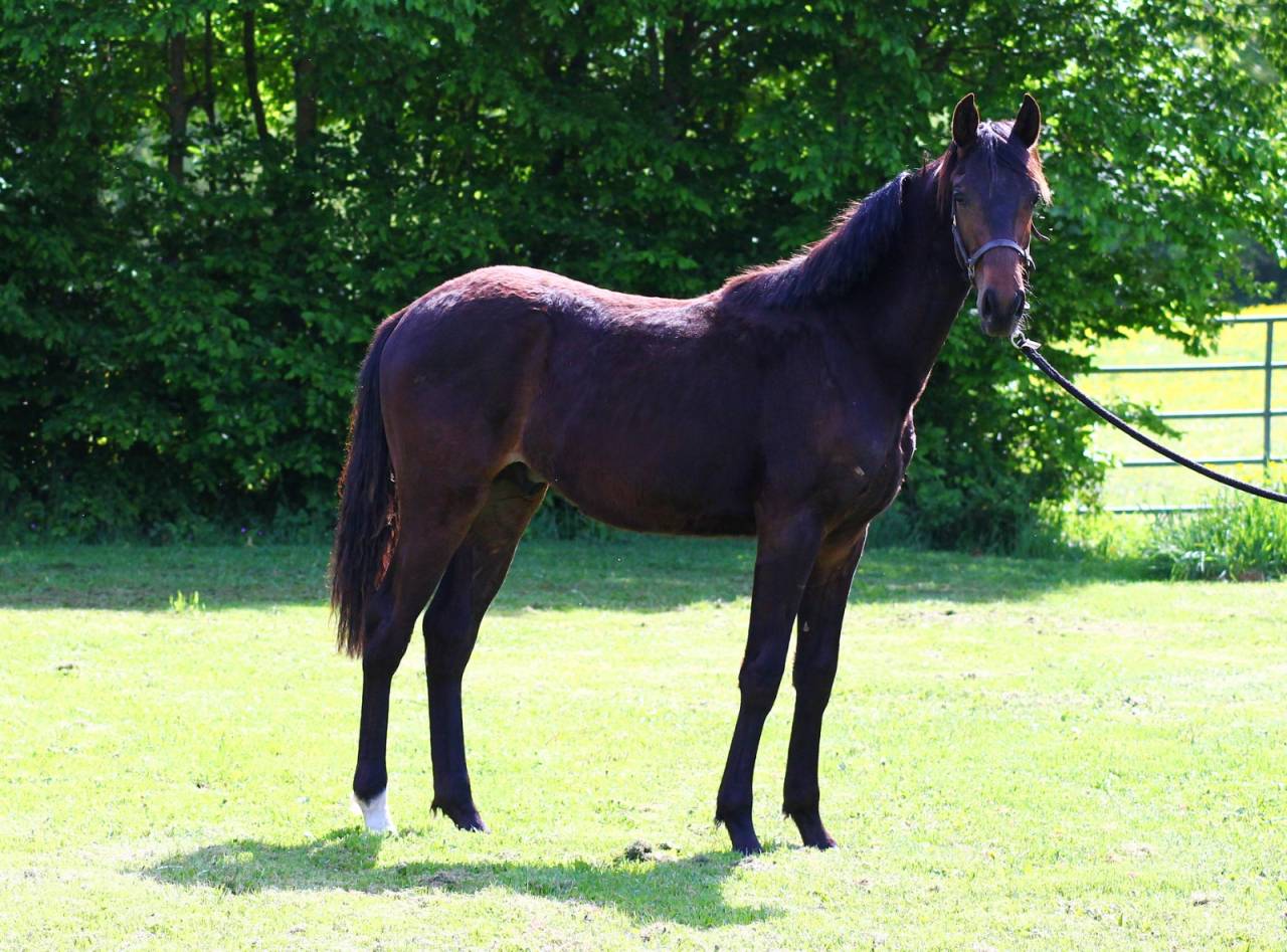 Poulain dressage Z 