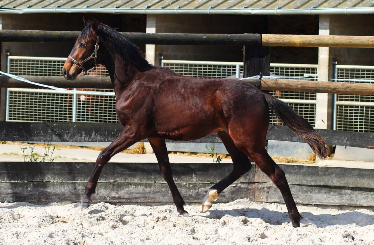 Poulain dressage Z 