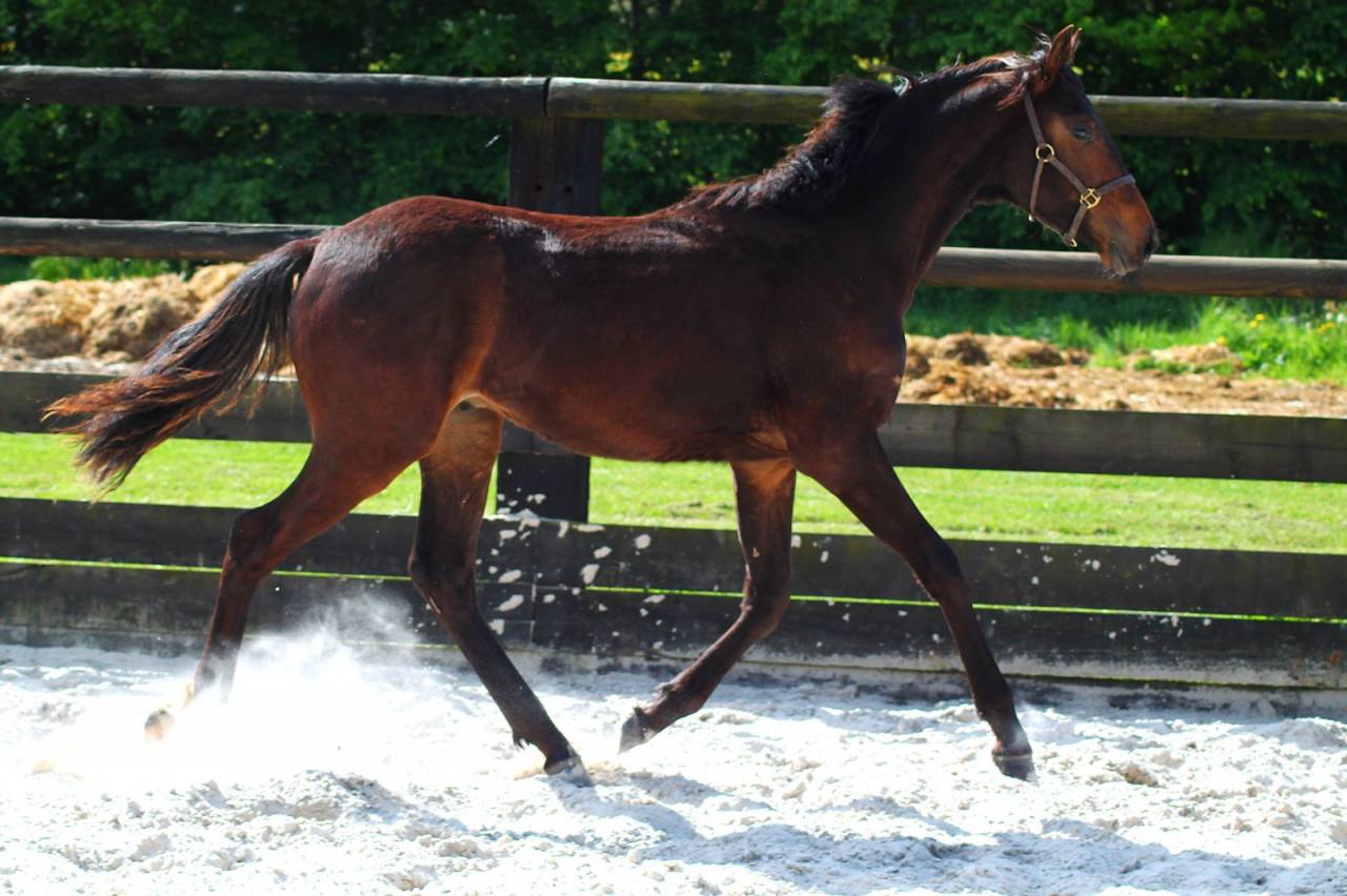 Poulain dressage Z 