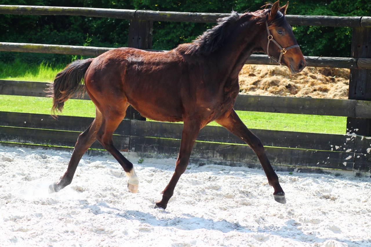 Poulain dressage Z 